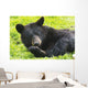 A black bear rolls around in the lush green grass Wall Mural