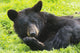 A black bear rolls around in the lush green grass Wall Mural