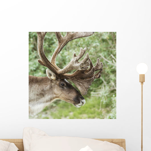 Portrait of a Caribou in Denali National Park, Interior Alaska, Summer Wall Mural