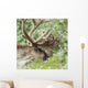 Portrait of a Caribou in Denali National Park, Interior Alaska, Summer Wall Mural
