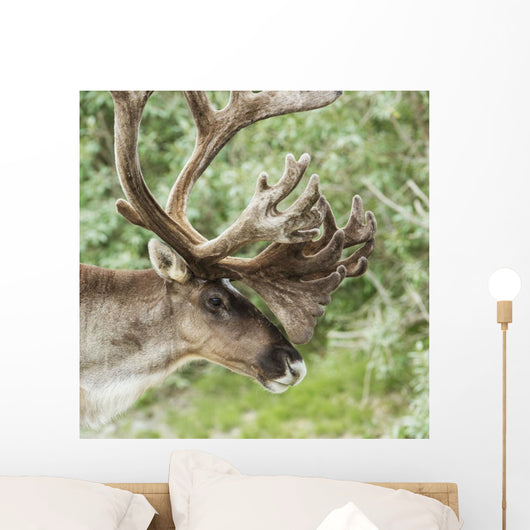 Portrait of a Caribou in Denali National Park, Interior Alaska, Summer Wall Mural