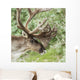 Portrait of a Caribou in Denali National Park, Interior Alaska, Summer Wall Mural