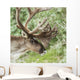 Portrait of a Caribou in Denali National Park, Interior Alaska, Summer Wall Mural