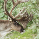 Portrait of a Caribou in Denali National Park, Interior Alaska, Summer Wall Mural