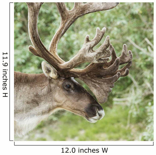 Portrait of a Caribou in Denali National Park, Interior Alaska, Summer Wall Mural