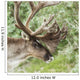 Portrait of a Caribou in Denali National Park, Interior Alaska, Summer Wall Mural