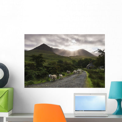 Sheep Walking along Road Wall Mural shown on a wall