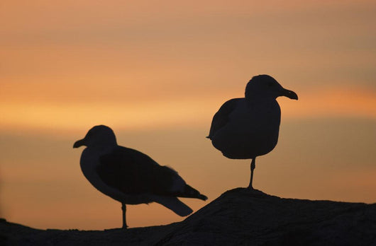 Gulls silhouetted against the orange sky Wall Mural