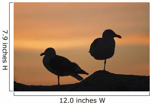 Gulls silhouetted against the orange sky Wall Mural