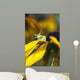 A Pacific Treefrog looks for flies on Black-eyed Susan blossoms Wall Mural