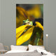 A Pacific Treefrog looks for flies on Black-eyed Susan blossoms Wall Mural