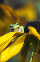 A Pacific Treefrog looks for flies on Black-eyed Susan blossoms Wall Mural