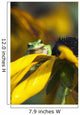 A Pacific Treefrog looks for flies on Black-eyed Susan blossoms Wall Mural