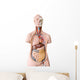 Human Anatomy Mannequin Wall Decal