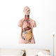 Human Anatomy Mannequin Wall Decal