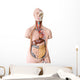 Human Anatomy Mannequin Wall Decal