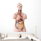 Human Anatomy Mannequin Wall Decal