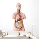 Human Anatomy Mannequin Wall Decal