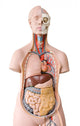 Human Anatomy Mannequin Wall Decal