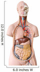 Human Anatomy Mannequin Wall Decal