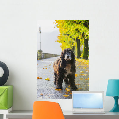 Portrait Dog Standing Wet Wall Mural shown on a wall