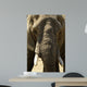 Face Dlphant Elephant Front