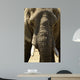 Face Dlphant Elephant Front