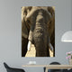 Face Dlphant Elephant Front