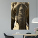 Face Dlphant Elephant Front