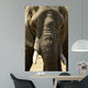 Face Dlphant Elephant Front
