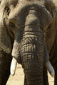 Face Dlphant Elephant Front