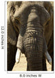 Face Dlphant Elephant Front