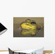 Close-up of green frog partially submerged in water Wall Mural