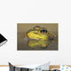 Close-up of green frog partially submerged in water Wall Mural