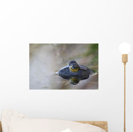 Close-up of American bullfrog partially submerged in water Wall Mural