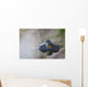 Close-up of American bullfrog partially submerged in water Wall Mural