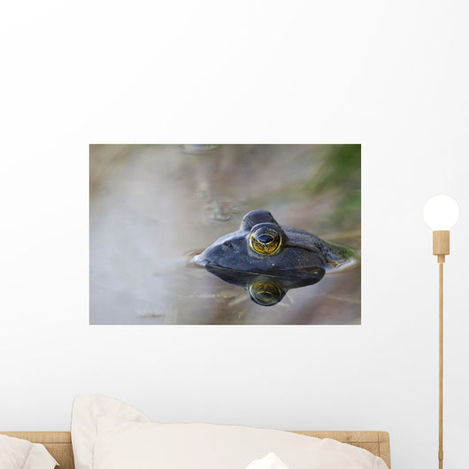 Close-up of American bullfrog partially submerged in water Wall Mural