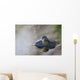 Close-up of American bullfrog partially submerged in water Wall Mural