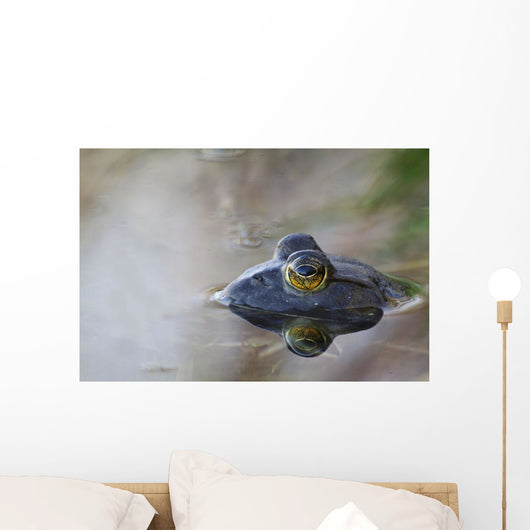 Close-up of American bullfrog partially submerged in water Wall Mural
