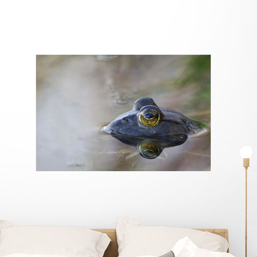 Close-up of American bullfrog partially submerged in water Wall Mural