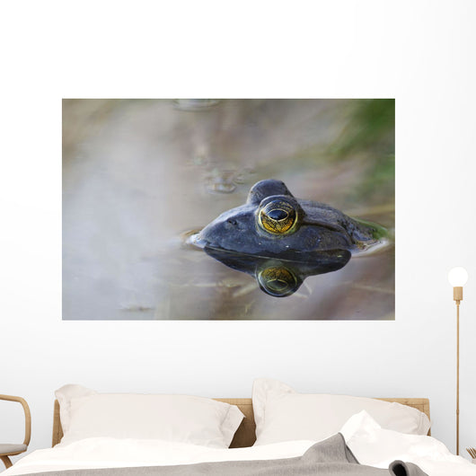 Close-up of American bullfrog partially submerged in water Wall Mural