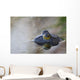 Close-up of American bullfrog partially submerged in water Wall Mural