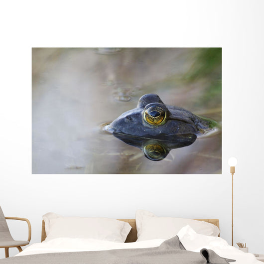 Close-up of American bullfrog partially submerged in water Wall Mural