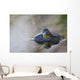 Close-up of American bullfrog partially submerged in water Wall Mural