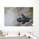 Close-up of American bullfrog partially submerged in water Wall Mural