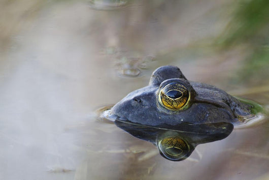 Close-up of American bullfrog partially submerged in water Wall Mural