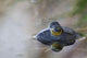 Close-up of American bullfrog partially submerged in water Wall Mural