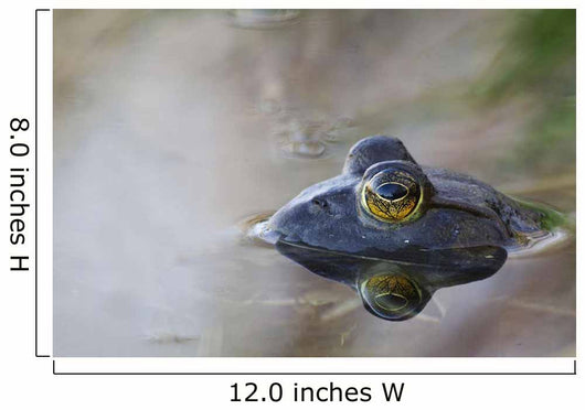 Close-up of American bullfrog partially submerged in water Wall Mural