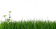 Green Grass and Daisy Wall Decal