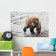 Grizzly bear fishing for sockeye salmon at Brooks Falls Wall Mural